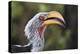 Close-up portrait of an eastern yellow-billed hornbill (Tockus flavirostris), Khwai Concession, Oka-Sergio Pitamitz-Premier Image Canvas