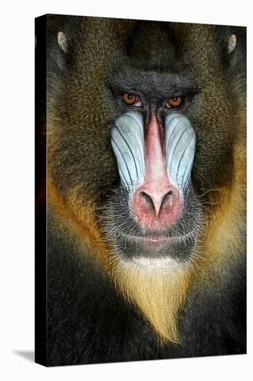 Close up Portrait of Baboon Monkey-Reinhold Leitner-Premier Image Canvas