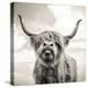 Close up portrait of Scottish Highland cattle on a farm-Mark Gemmell-Premier Image Canvas