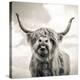 Close up portrait of Scottish Highland cattle on a farm-Mark Gemmell-Premier Image Canvas