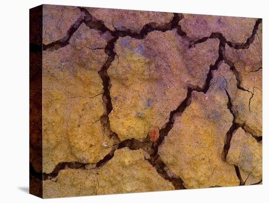Close-Up Shot of Cracked Earth-Mallorie Ostrowitz-Premier Image Canvas
