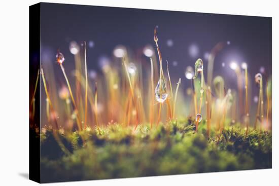 Close-Up Shot of Morning Dewdrops on Moss-Cristinagonzalez-Premier Image Canvas