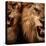Close-Up Shot Of Two Roaring Lion-NejroN Photo-Premier Image Canvas