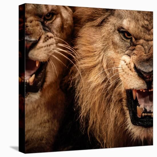 Close-Up Shot Of Two Roaring Lion-NejroN Photo-Premier Image Canvas