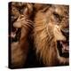 Close-Up Shot Of Two Roaring Lion-NejroN Photo-Premier Image Canvas