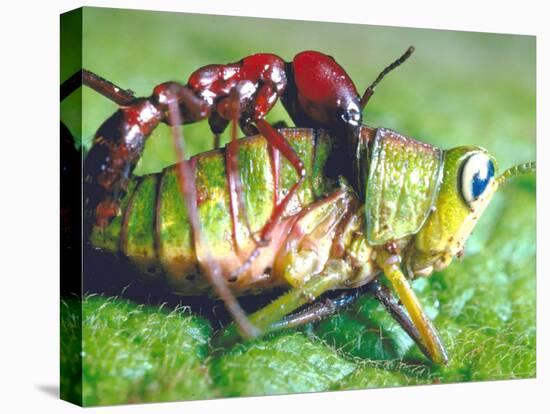 Close Up Side View of a Driver Ant Attacking a Grasshopper, Africa-Carlo Bavagnoli-Premier Image Canvas