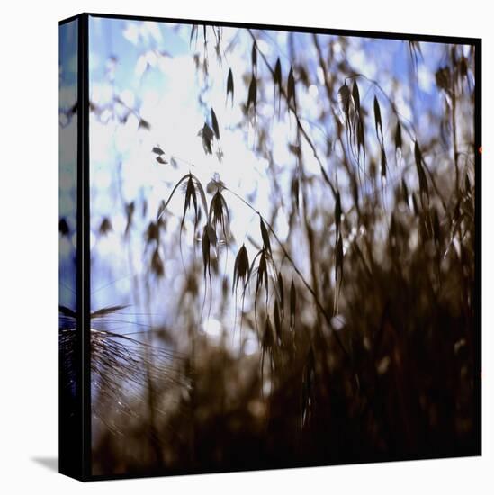 Close Up Silhouette of Tall Grass Growing on a Hillside-Paul Schutzer-Premier Image Canvas