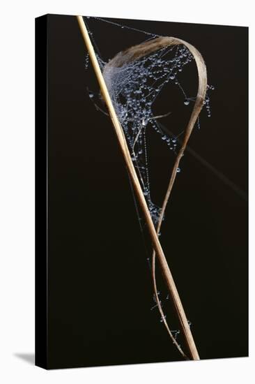 Close-Up Spider Web with Dew Drops-Gordon Semmens-Premier Image Canvas