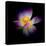 Close Up View of a Blooming Lotus Flower on a Dark Background-George Oze-Premier Image Canvas
