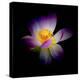 Close Up View of a Blooming Lotus Flower on a Dark Background-George Oze-Premier Image Canvas