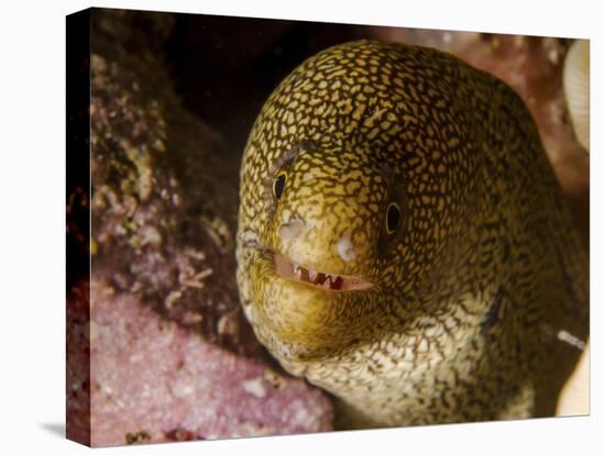 Close-Up View of a Goldentail Moray, Curacao-Stocktrek Images-Premier Image Canvas