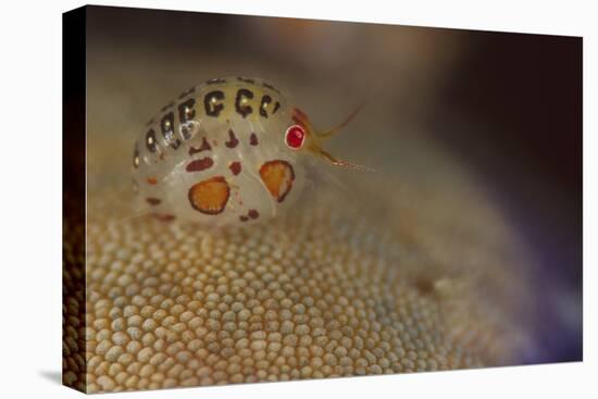 Close-Up View of a Ladybug Amphipod, Cyproidea Species-Stocktrek Images-Premier Image Canvas