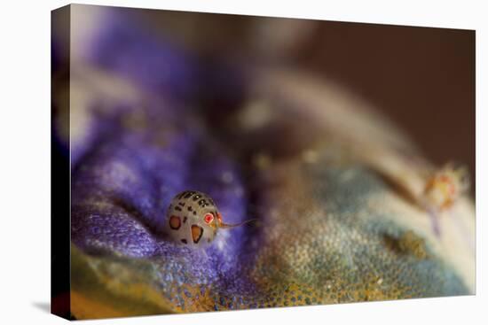 Close-Up View of a Ladybug Amphipod, Cyproidea Species-Stocktrek Images-Premier Image Canvas