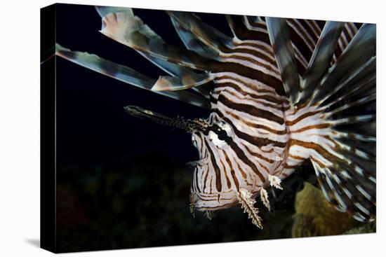 Close-Up View of a Lionfish, Curacao-Stocktrek Images-Premier Image Canvas