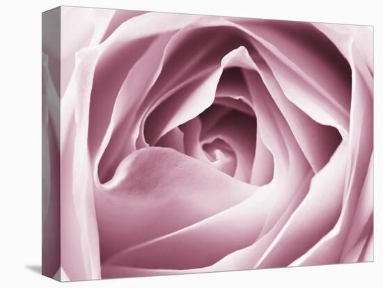 Close-up View of Pink Rose-Clive Nichols-Premier Image Canvas