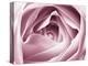 Close-up View of Pink Rose-Clive Nichols-Premier Image Canvas