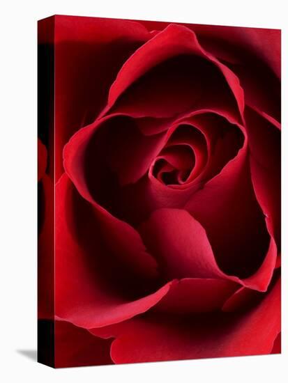 Close-up View of Red Rose-Clive Nichols-Premier Image Canvas