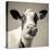 Close Upon a Cows Face-Mark Gemmell-Premier Image Canvas