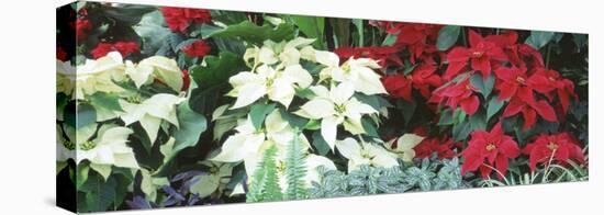 Close-Us of Red and White Poinsettias-null-Premier Image Canvas