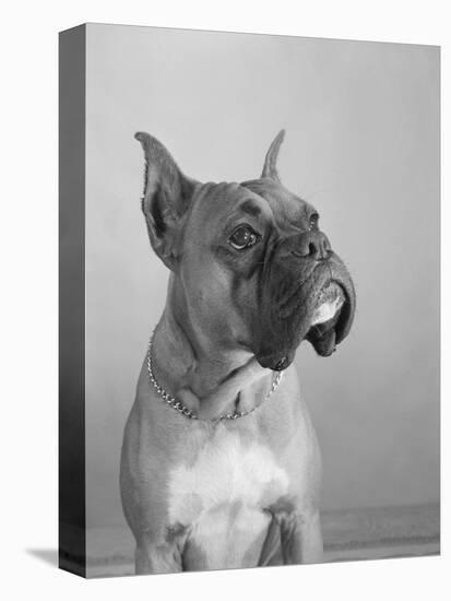 Close View of a Boxer-Bettmann-Premier Image Canvas