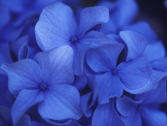 Close View of Blue Hydrangea Flowers, Cape Cod, Massachusetts-Darlyne A^ Murawski-Stretched Canvas