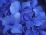 Close View of Blue Hydrangea Flowers, Cape Cod, Massachusetts-Darlyne A^ Murawski-Stretched Canvas