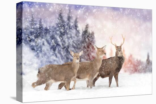 Close Young Deer in Nature. Winter Time-Volodymyr Burdiak-Premier Image Canvas