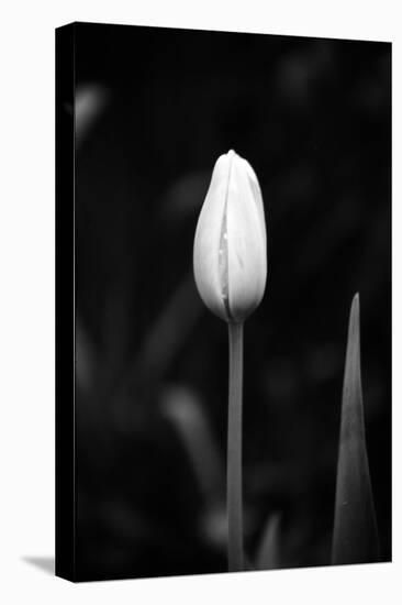 Closed Tulip-Jeff Pica-Premier Image Canvas