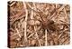 Closeup Image Of A Brown Recluse-Sari ONeal-Premier Image Canvas