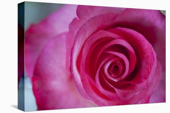 Closeup of a Beautiful Pink Rose-Owen Franken-Premier Image Canvas