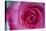 Closeup of a Beautiful Pink Rose-Owen Franken-Premier Image Canvas