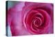 Closeup of a Beautiful Pink Rose-Owen Franken-Premier Image Canvas