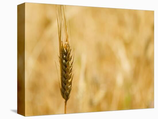 Closeup of Barley, East Himalayas, Tibet, China-Keren Su-Premier Image Canvas