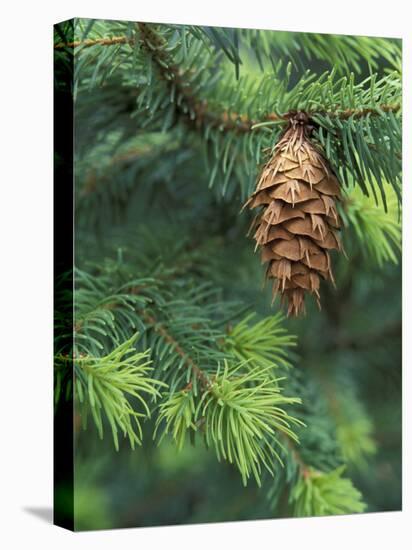 Closeup of Douglas Fir Cone, Olympic National Park, Washington, USA-Jamie & Judy Wild-Premier Image Canvas