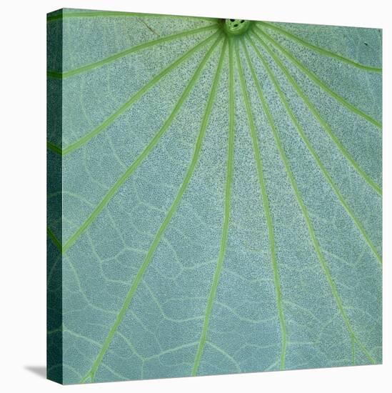 Closeup of Leaf-Micha Pawlitzki-Premier Image Canvas