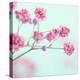 Closeup of Pink Baby's Breath Flowers-Anna-Mari West-Premier Image Canvas