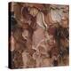 Closeup of Tree Bark-Micha Pawlitzki-Premier Image Canvas