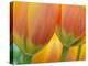 Closeup of Tulip.-Julianne Eggers-Premier Image Canvas