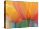 Closeup of Tulip.-Julianne Eggers-Premier Image Canvas