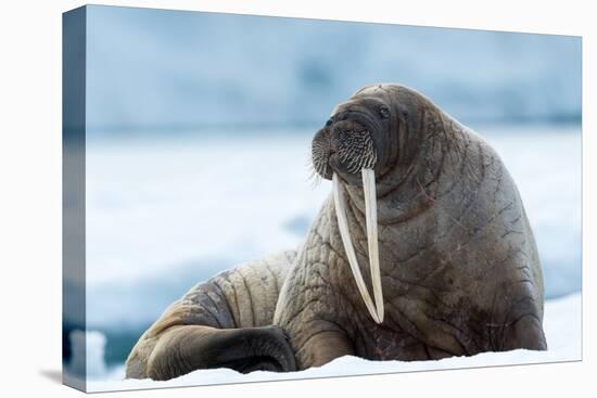 Closeup on Svalbard Walrus with Tusks-Mats Brynolf-Premier Image Canvas