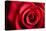 Closeup Red Rose Flower as Love Nature Background-Voy-Premier Image Canvas