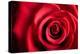 Closeup Red Rose Flower as Love Nature Background-Voy-Premier Image Canvas