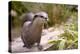 Closeup Small-Clawed Otter Among Plants-Christian Musat-Premier Image Canvas