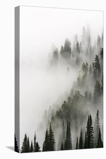 Cloud Forest, Glacier National Park, Montana-Russ Bishop-Premier Image Canvas