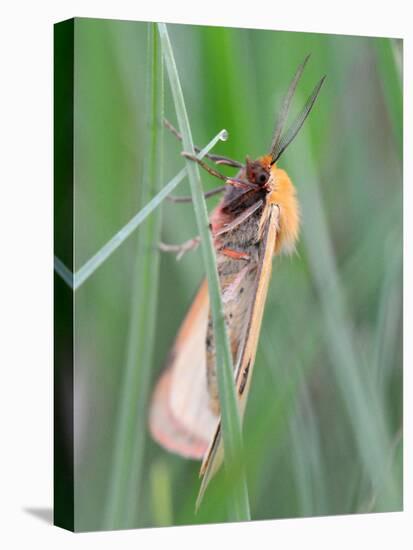 Clouded Buff, Male, Dewdrops, Drink-Harald Kroiss-Premier Image Canvas