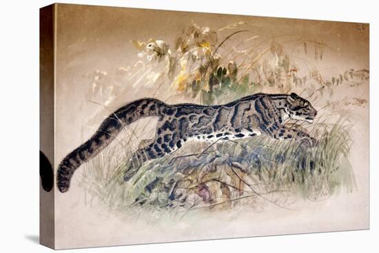 Clouded Leopard, 1851-69-Joseph Wolf-Premier Image Canvas