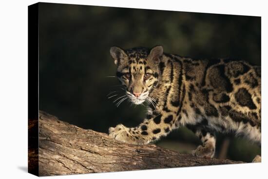 Clouded Leopard Walking on Tree Branch-DLILLC-Premier Image Canvas