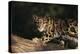 Clouded Leopard Walking on Tree Branch-DLILLC-Premier Image Canvas