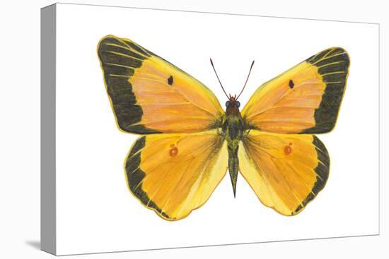 Clouded Sulfur Butterfly (Colias Philodice), Insects-Encyclopaedia Britannica-Stretched Canvas