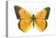 Clouded Sulfur Butterfly (Colias Philodice), Insects-Encyclopaedia Britannica-Stretched Canvas